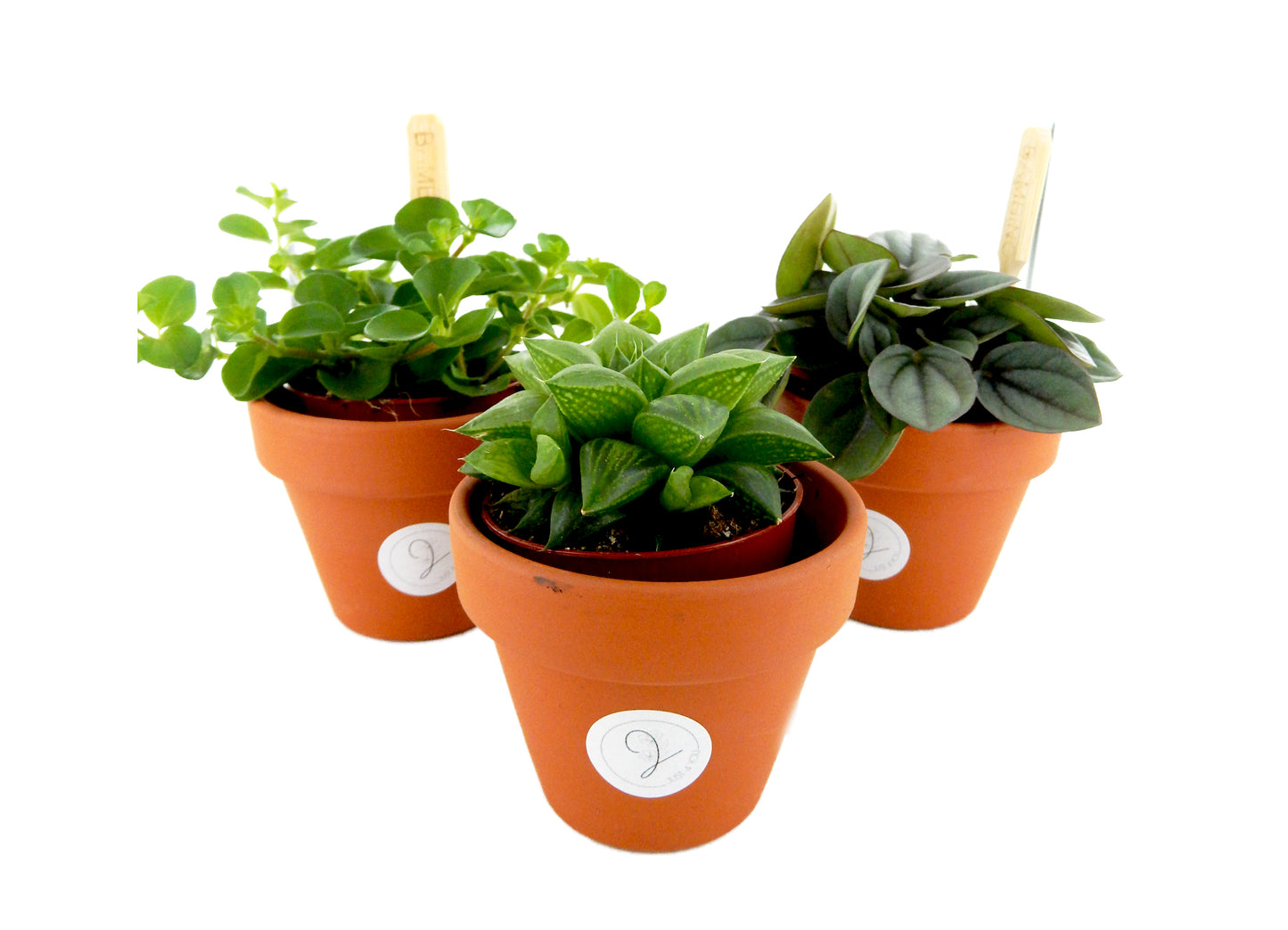 Mini planta incl. olla
