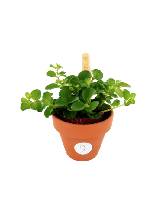 Mini planta incl. olla