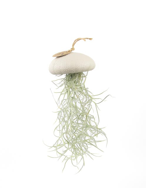 Planta de aire Tillandsia colgante erizo de mar dorado